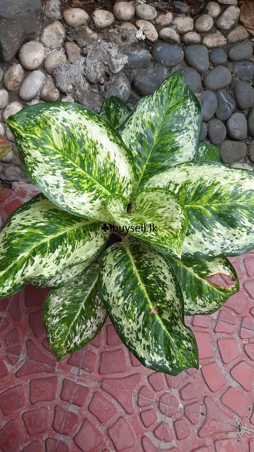 Aglonima package for sale-Colombo