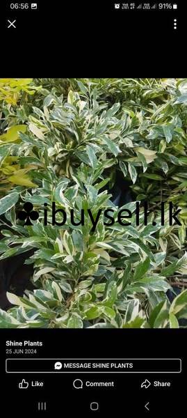 All type Indoor and outdoor Plants for sale