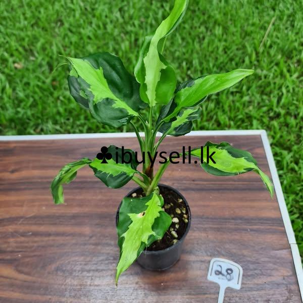 Aglonima plants for sale-Colombo