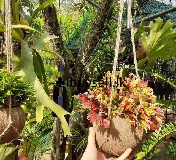 flower pot..  for sale