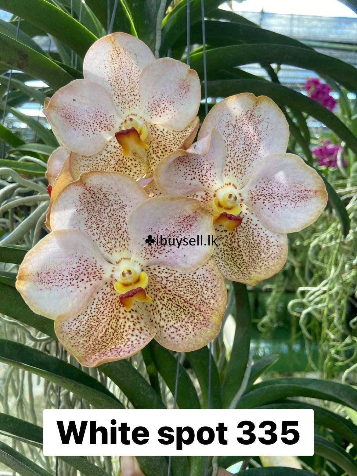 Vanda with buds for sale