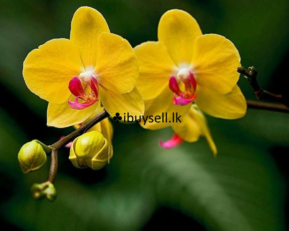 Phelanopsis Yellow red lip plant for sale-Colombo