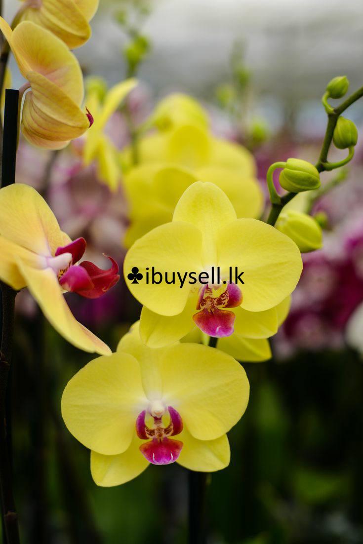 Phelanopsis Yellow red lip plant for sale-Colombo