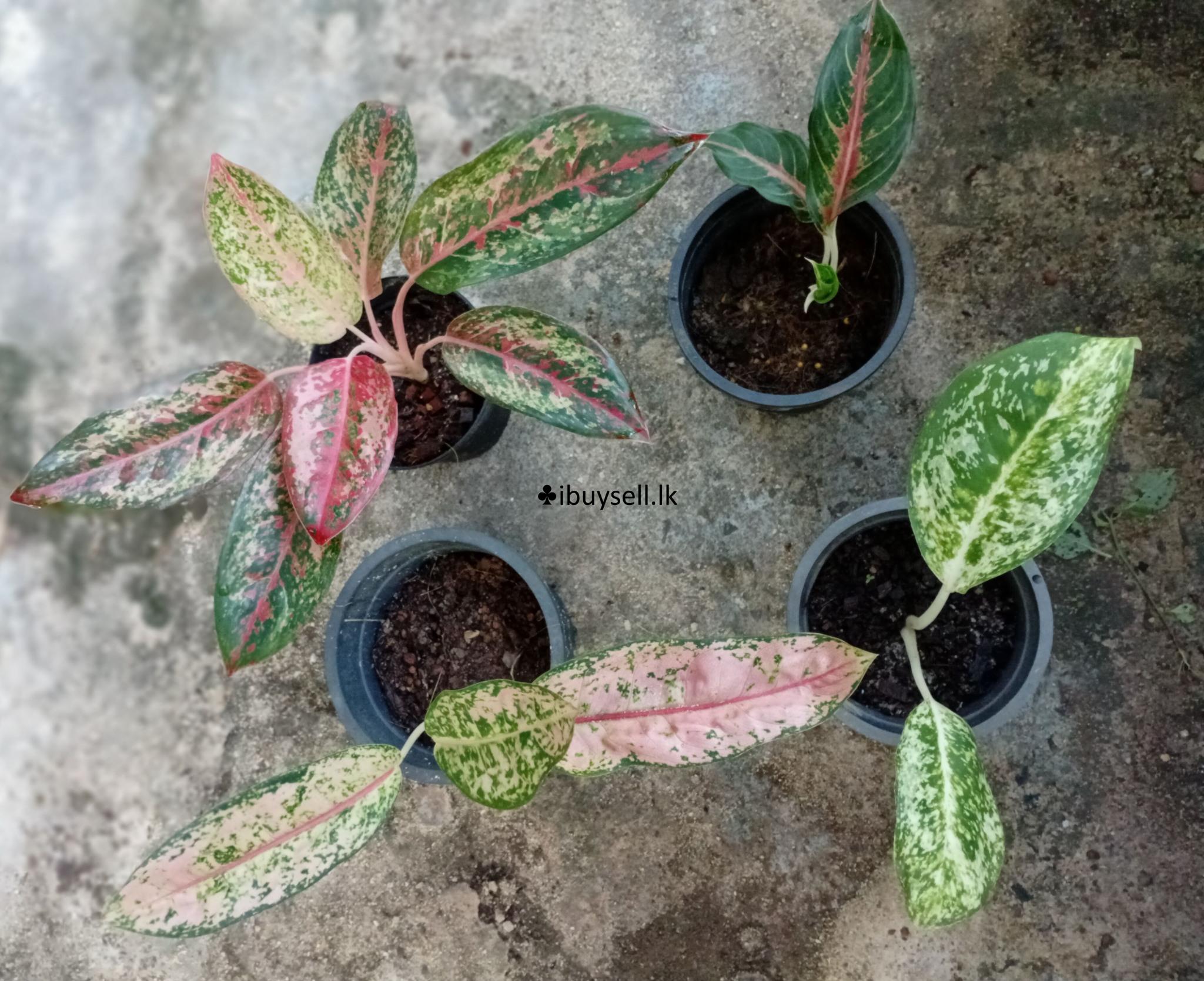 Aglonima package for sale-Colombo