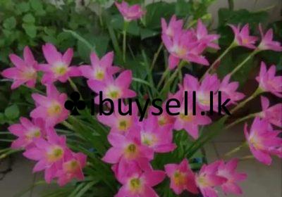 481663341_122173323746275659_8064741557786070342_n