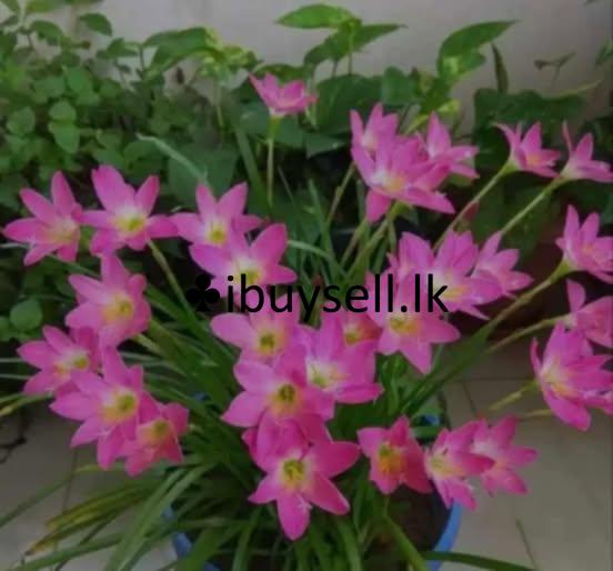 lily Plants for sale
