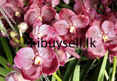 481665019_1832020227564202_5369029654974114772_n