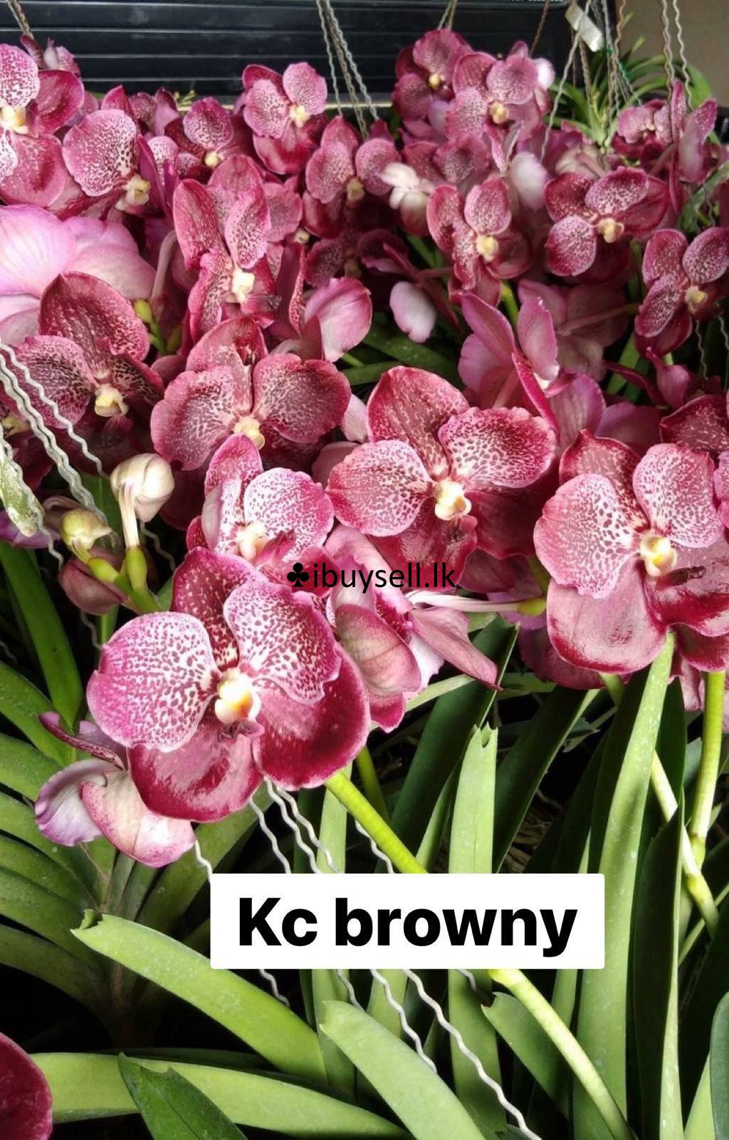 Vanda with buds for sale