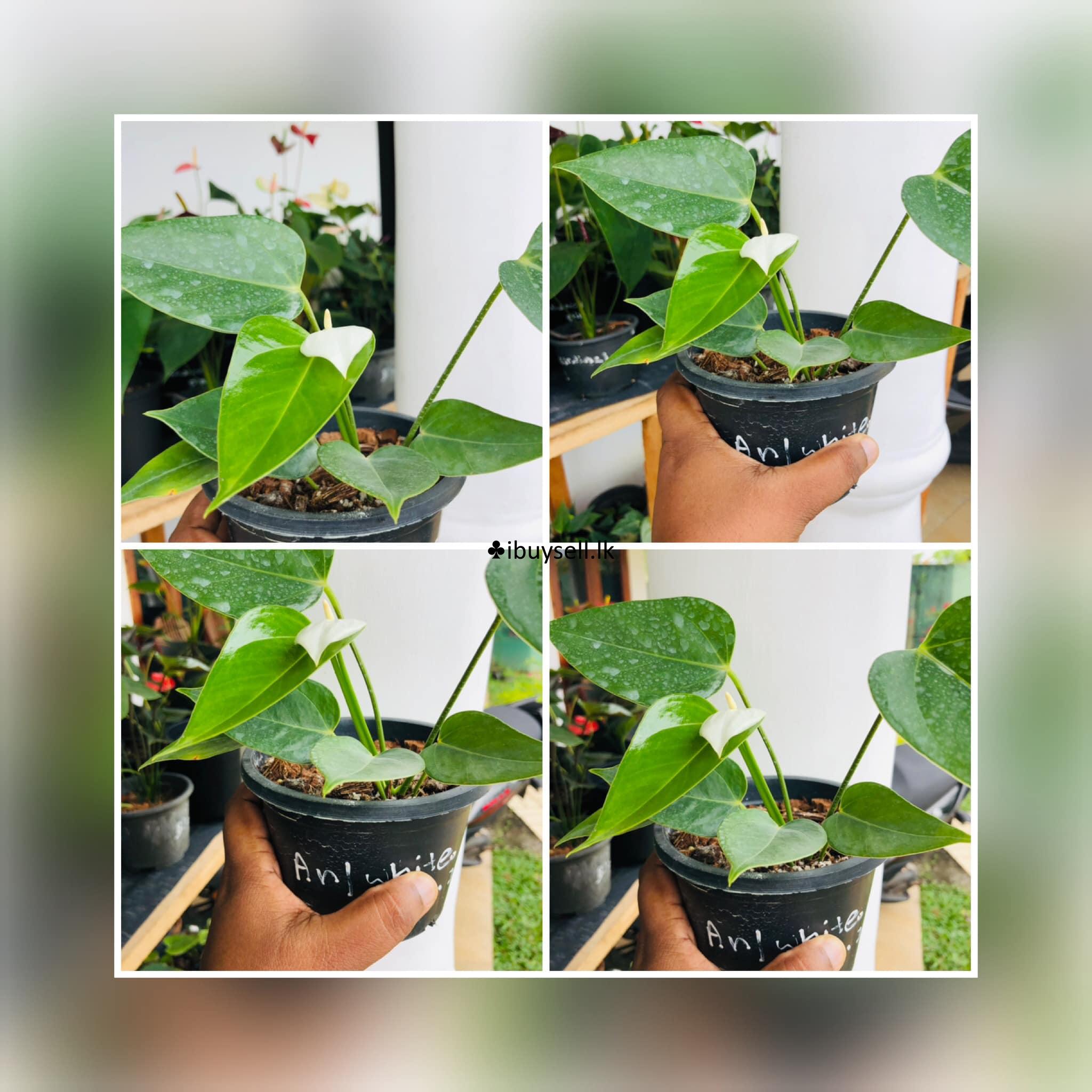 Anthanisiya white plants For Sale!