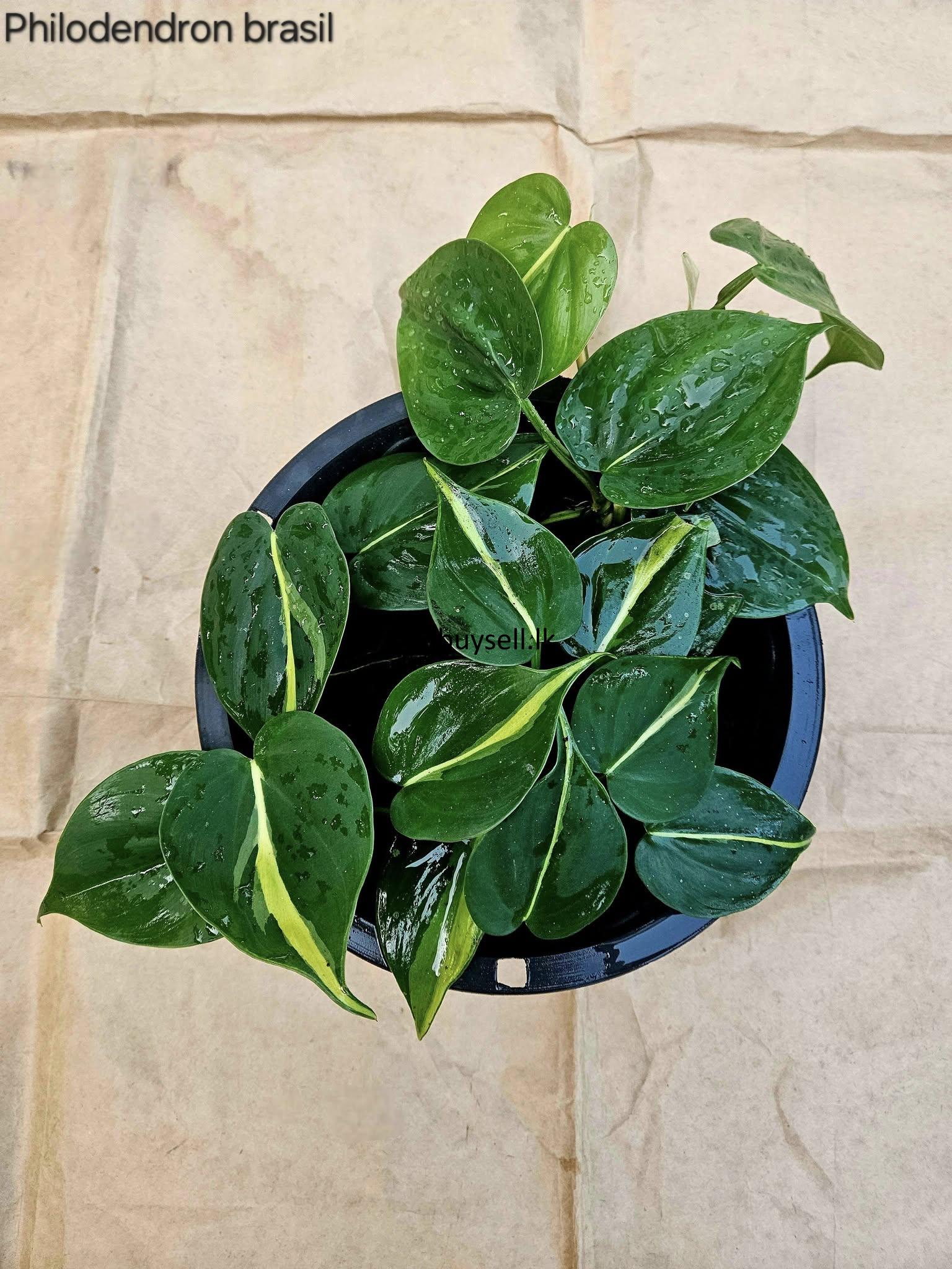 Hanging pot for sale