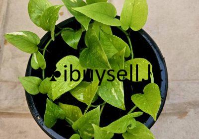 481685681_651346200748823_3587999714517081218_n