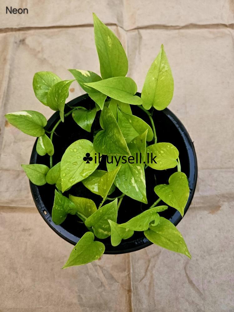 Hanging pot for sale