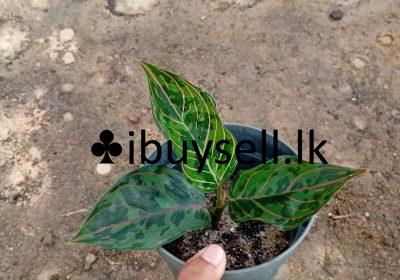 481692368_640725281779528_7946222757639888933_n