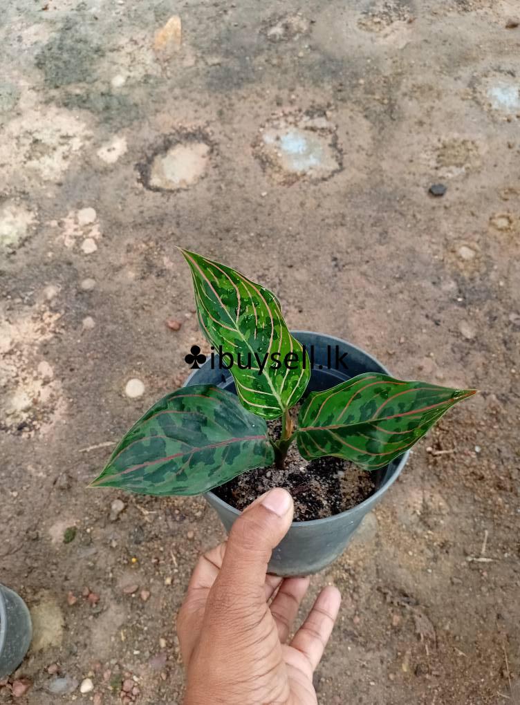 Aglonima red army for sale -Colombo