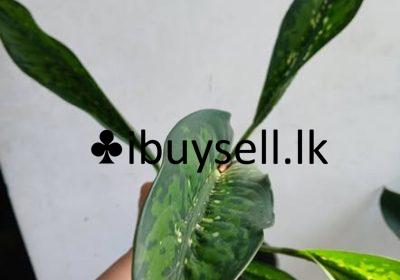 481696507_1123613499446945_954451461305332651_n