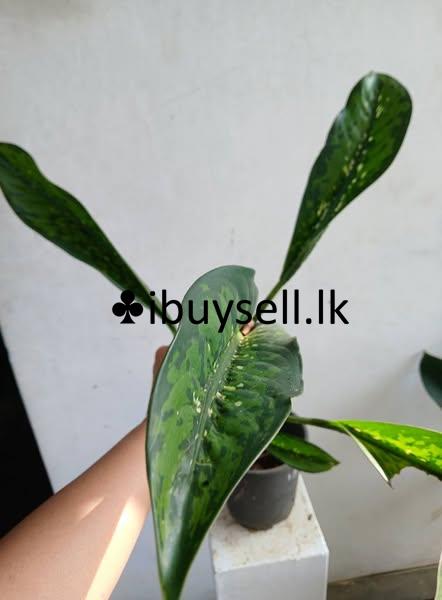Aglonima plants for sale!