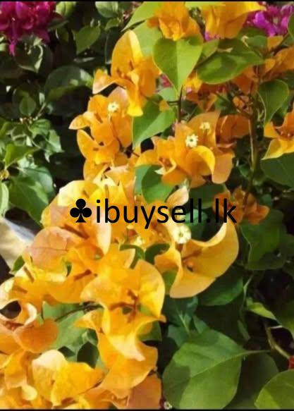 Boganwila Planst For Sale!