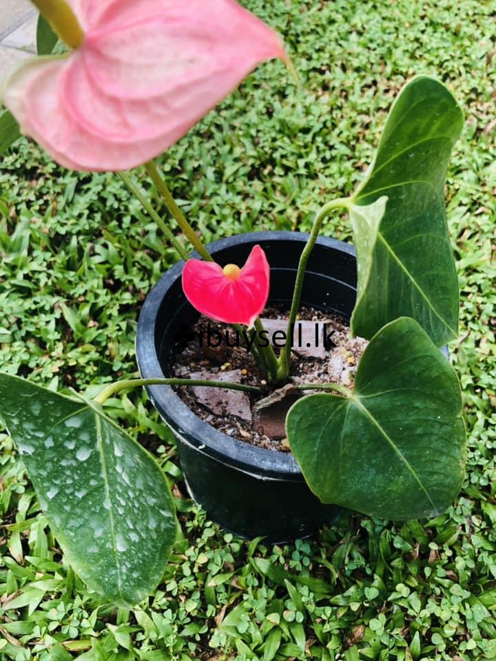 Anthanisiya white plants For Sale!