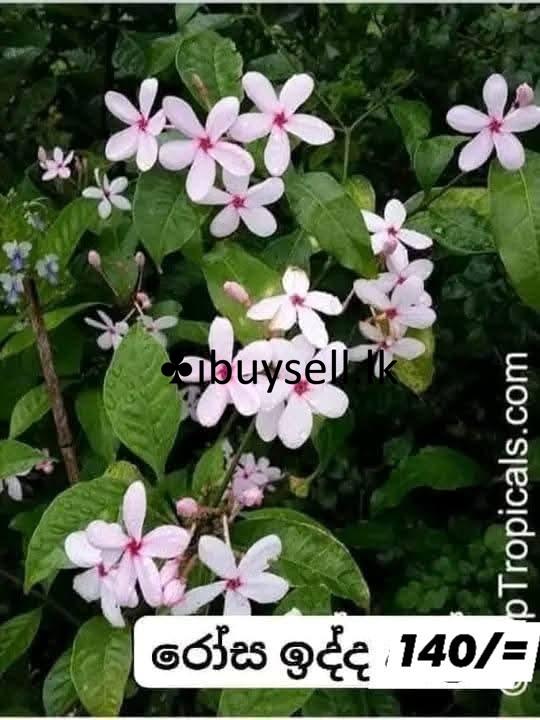 Plants for sale -Colombo