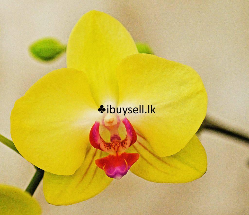 Phelanopsis Yellow red lip plant for sale-Colombo