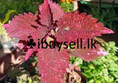 481777945_666899545669556_285512257235507_n