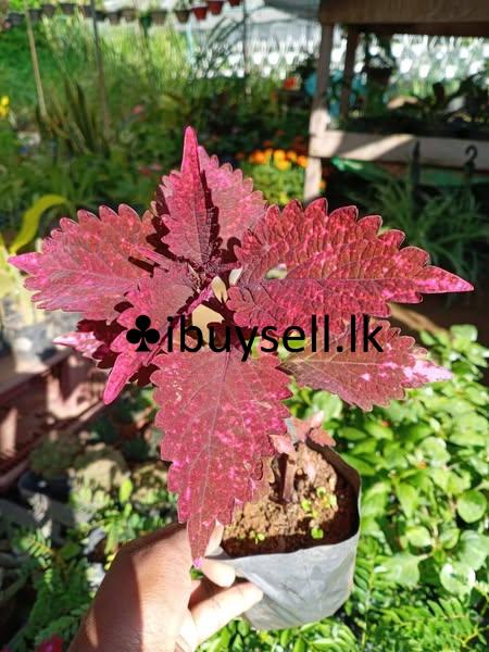 Kolius flower plants for sale!