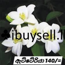 481826334_1234630735338352_6110453875015593938_n