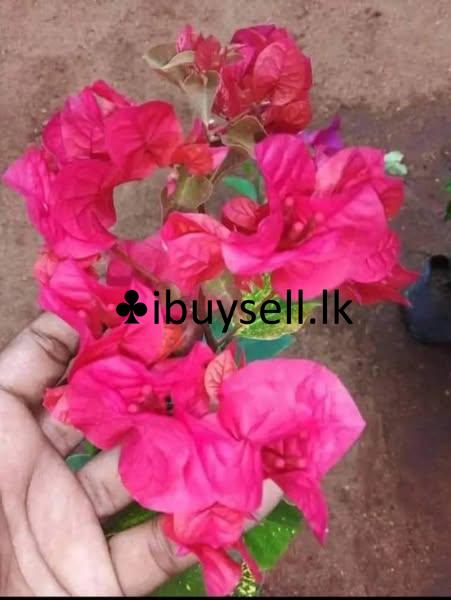 Boganwila Planst For Sale!