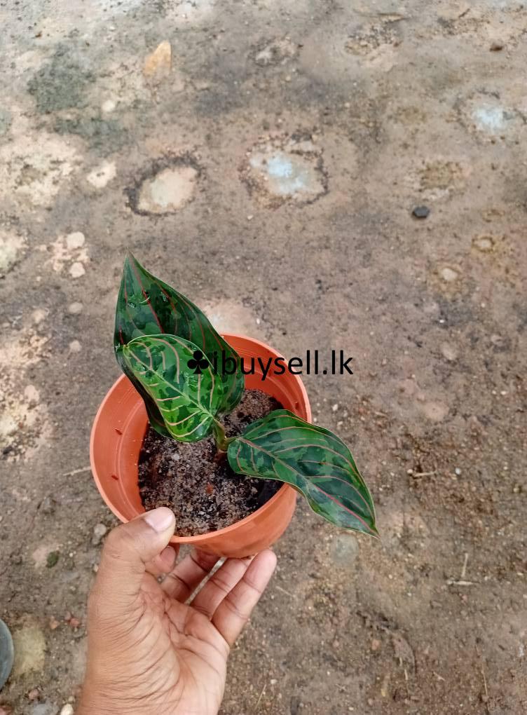 Aglonima red army for sale -Colombo