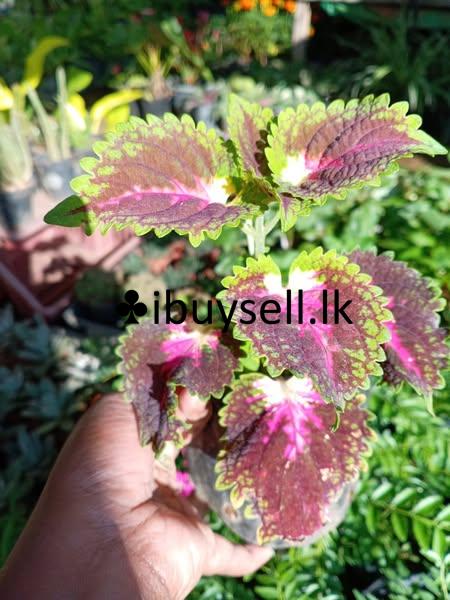 Kolius flower plants for sale!