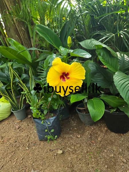 All type Indoor and outdoor Plants for sale