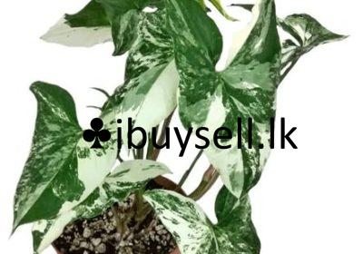 481917741_122209827872166902_8774281924275942097_n