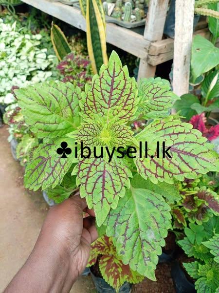 Kolius flower plants for sale!