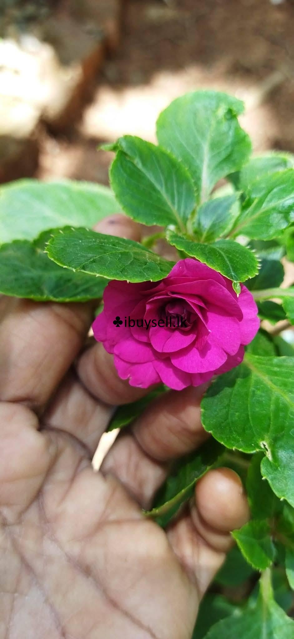 Lice plants for sale – Colombo