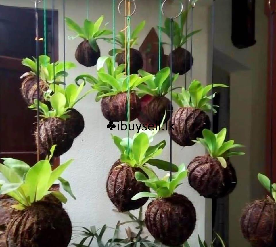 Hanging bird’s nest plants for sale