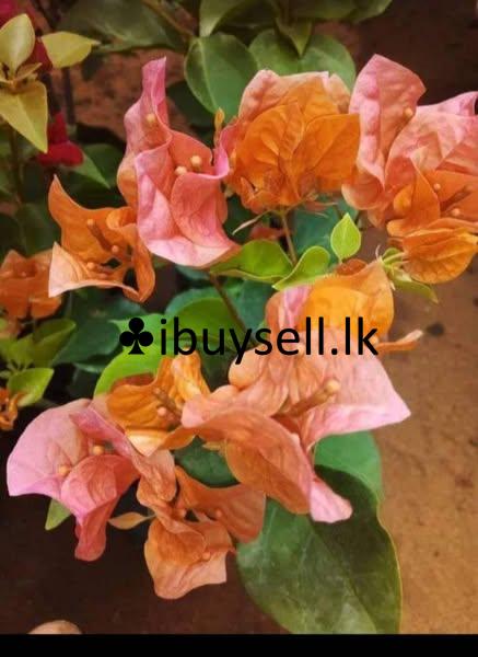 Boganwila Planst For Sale!