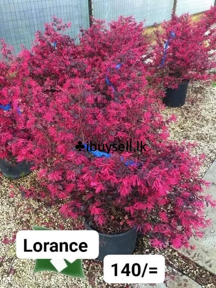 Plants for sale -Colombo