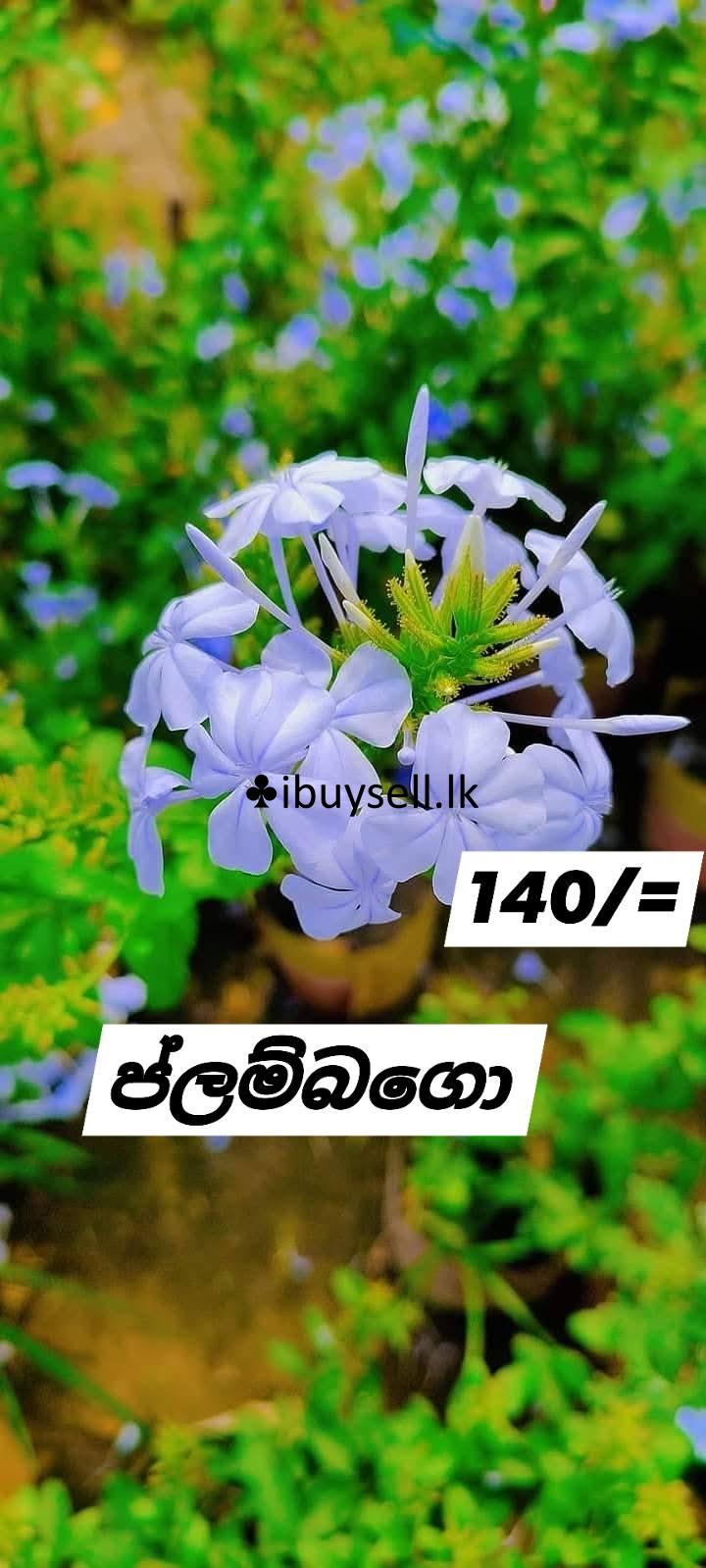 Plants for sale -Colombo