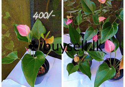 482000269_122182135562126643_3557209274274345912_n