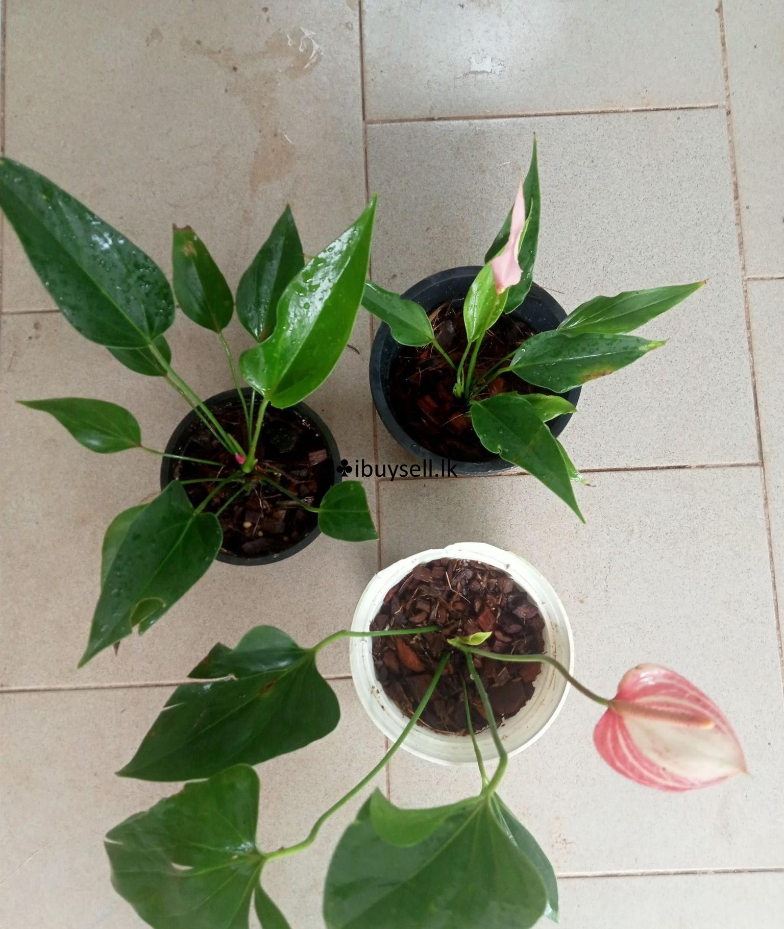 Plants for sale