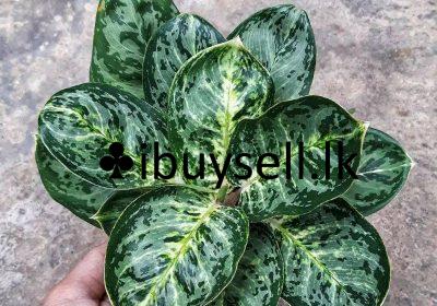 482028236_642049841647072_4528180744202488419_n