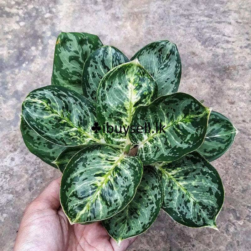 Aglonima plants for sale-Colombo