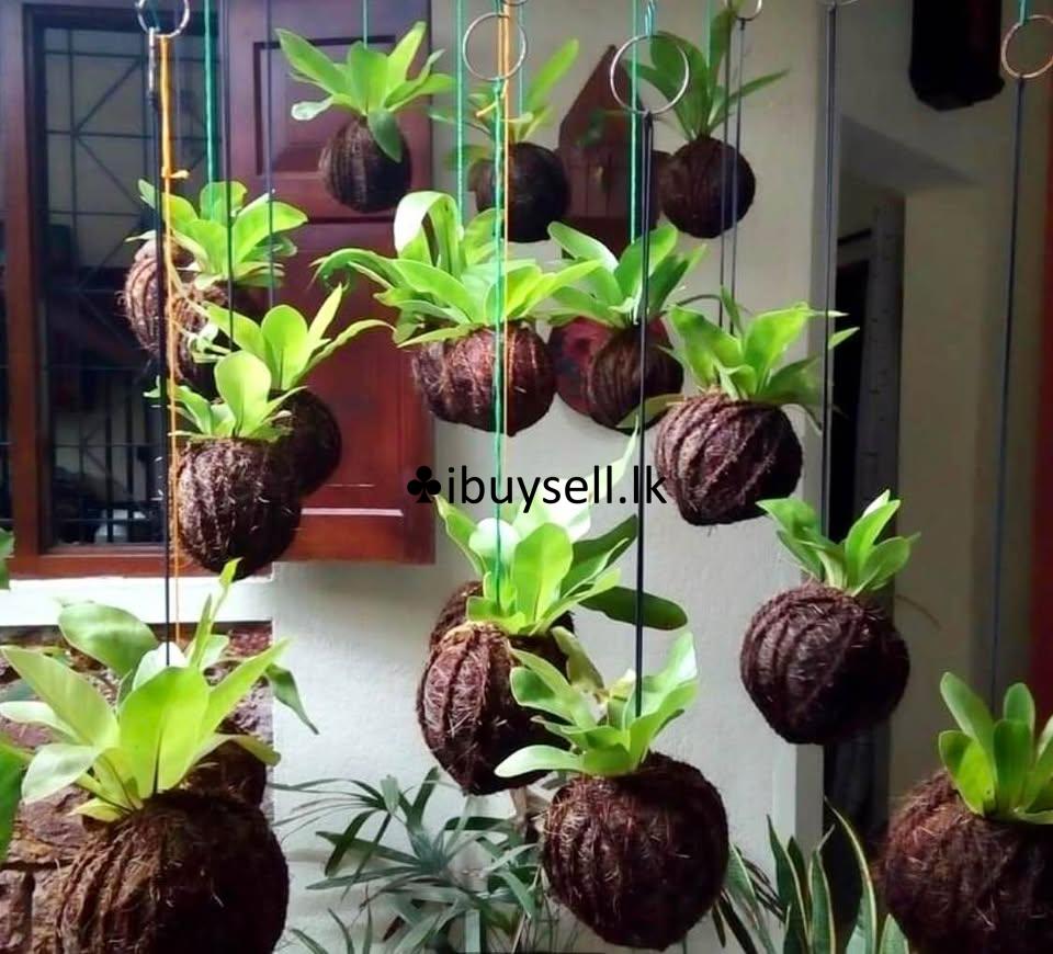 Hanging bird’s nest plants for sale