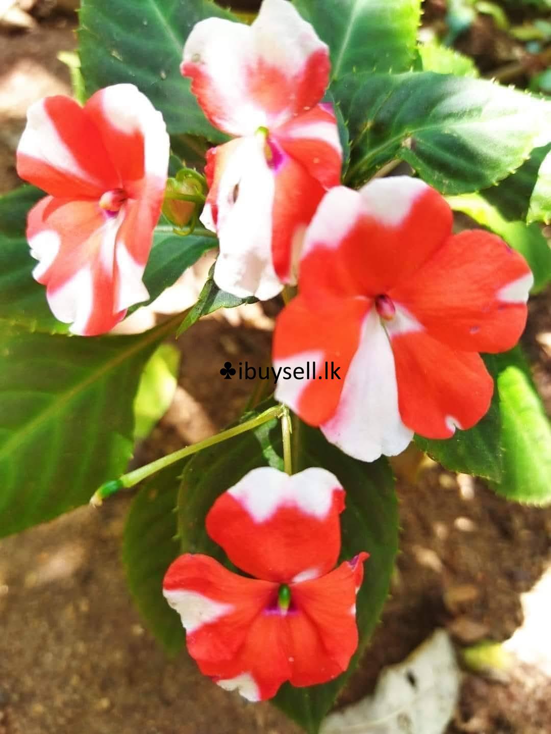 Lice plants for sale – Colombo