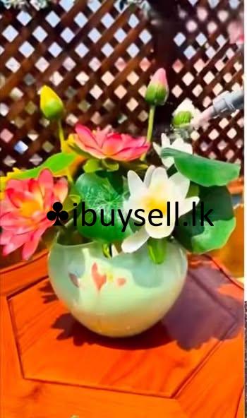 Imported Lotus Flower Seeds for sale