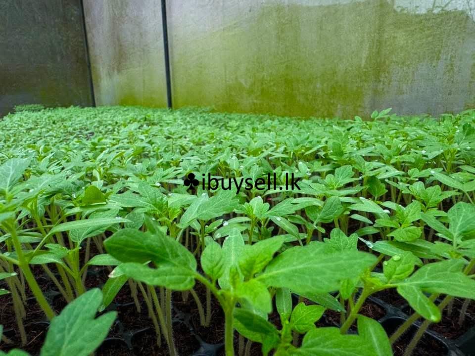 Plant  FOR SALE -Colombo