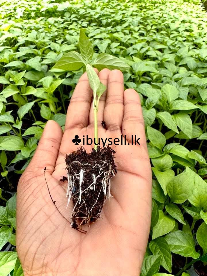 Plant  FOR SALE -Colombo