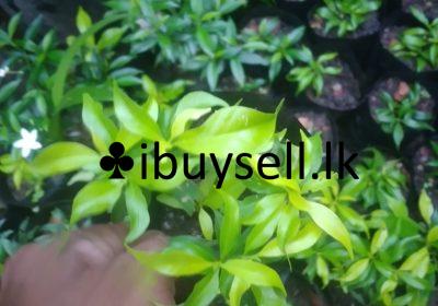 482202012_655741020541535_7142347296963209248_n