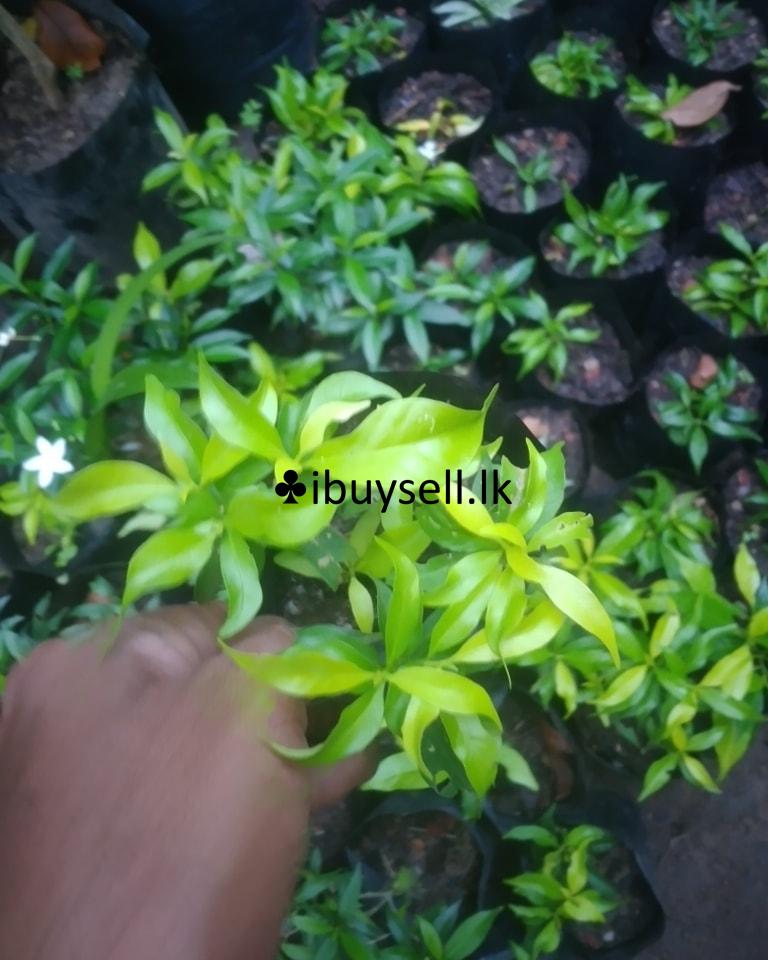 Iwata (Dwaif)For sale