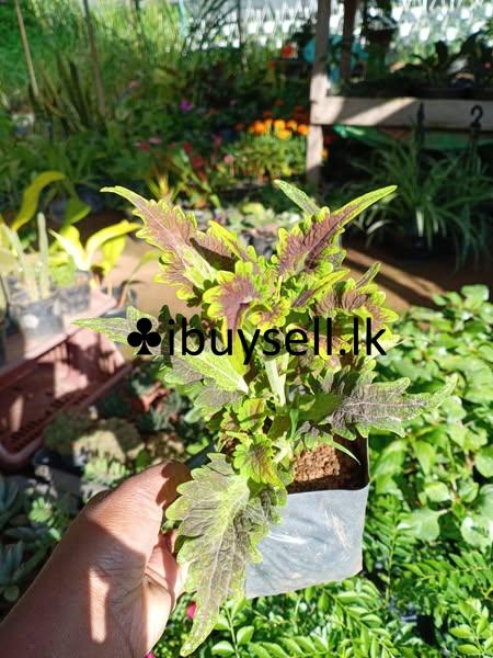 Kolius flower plants for sale!